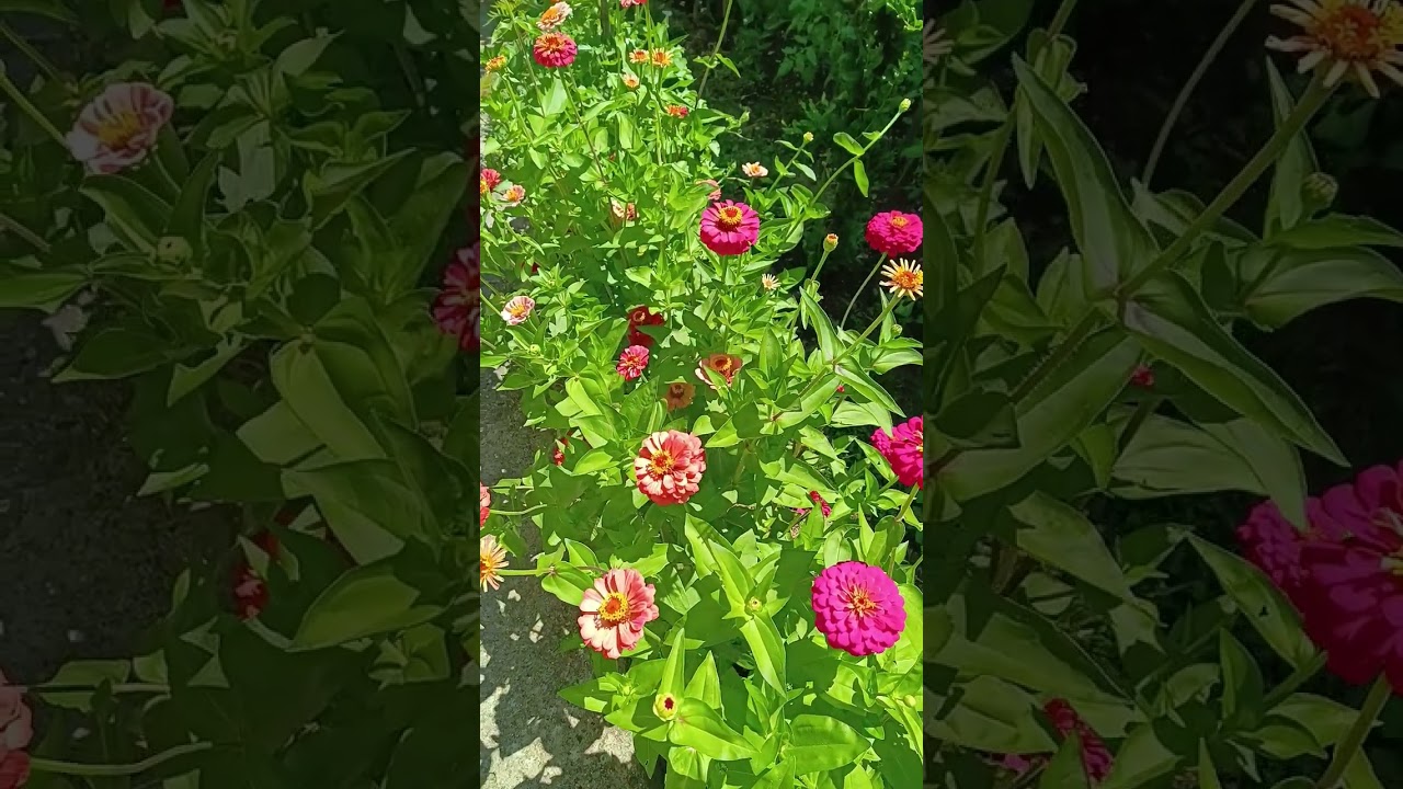 Çiçek Dünyası, Zinnia (Kirli Hanım Çiçeği)