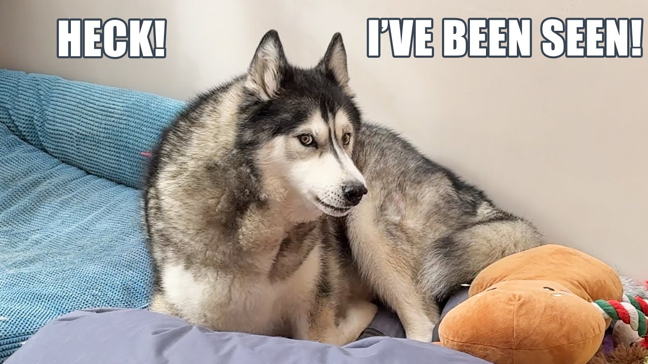 Husky Instantly HIDES When I Caught Him Being A CAT!