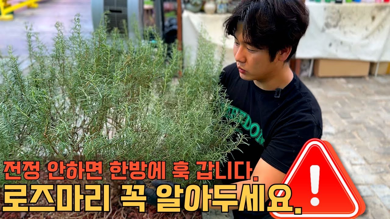 로즈마리 전정 안하면 한방에 훅 갑니다. 꼭 알아두세요! 삽목과정까지 알려드립니다