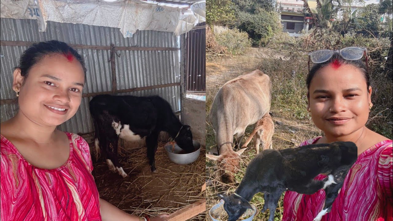 জার্সি গরুটাকে আবার ভিটামিন ওষুধ খাওয়ানো শুরু করলাম #cow #dailyvlog #pujabapigallary 
