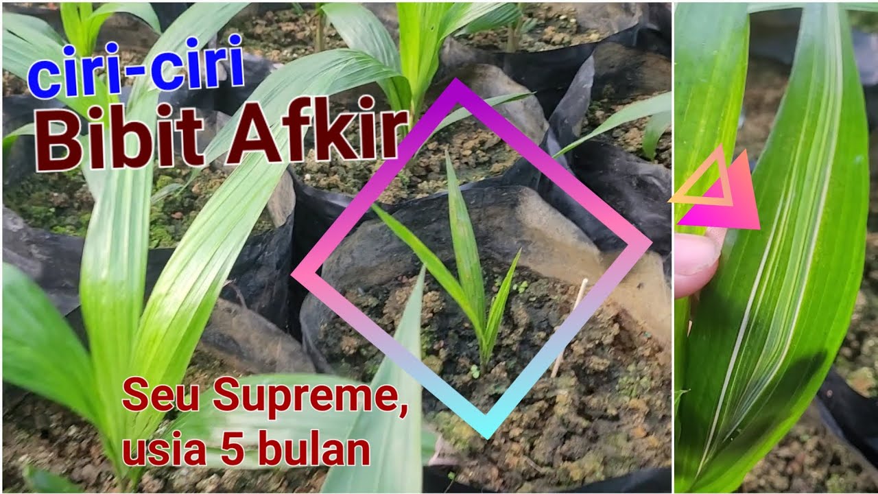 Seleksi sejak dini Bibit Afkir sawit Seu Supreme usia semai 4,5 bulan || jangan sampai tertanam