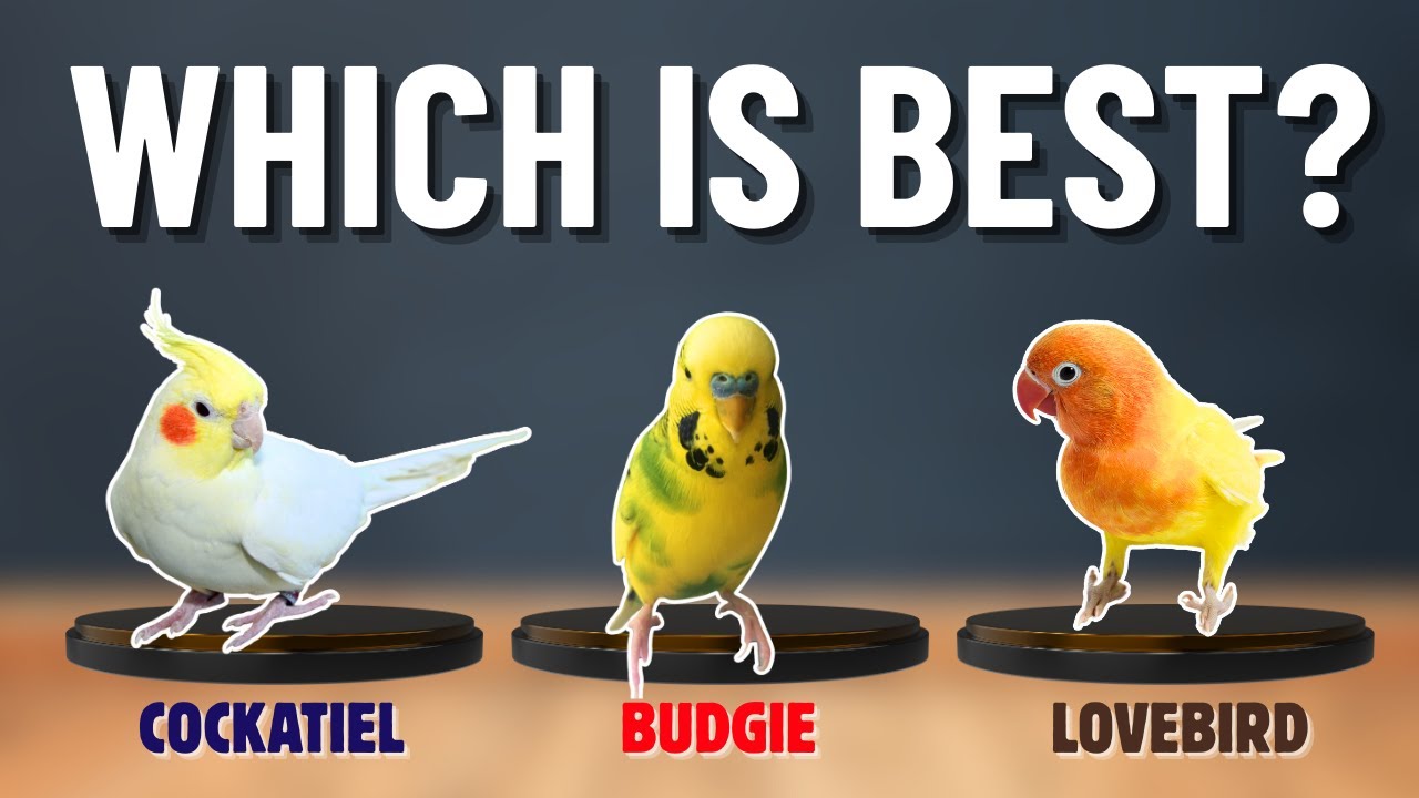 Cockatiel VS Budgie VS Lovebird: Which Bird is BEST for You?