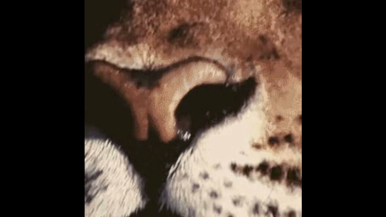 [FREE] BABY KEEM X ASAP ROCKY TYPE BEAT - 