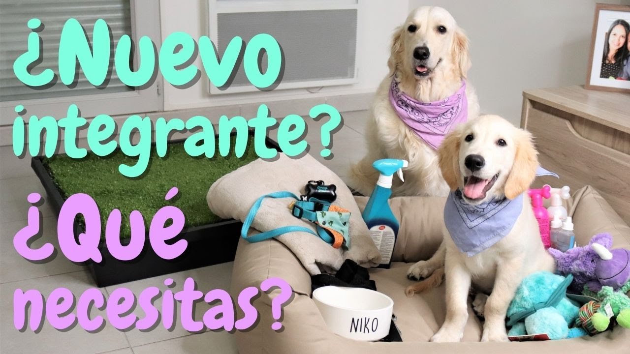 Lo que necesitas para la llegada de un perro a casa