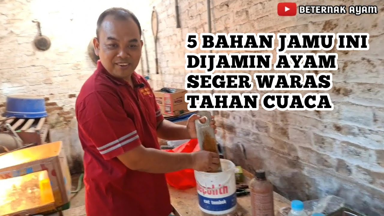 5 BAHAN JAMU INI DIJAMIN AYAM SEGER WARAS TAHAN CUACA #ayam #ternak #unggas