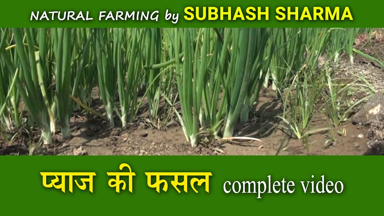 Onion Crop Complete Video, प्याज की फसल