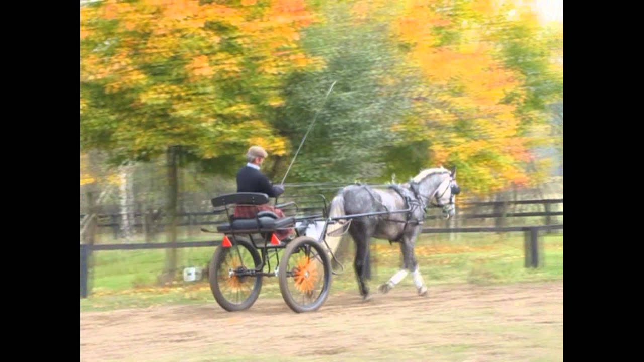 Jagodne Horses -- Kalina J
