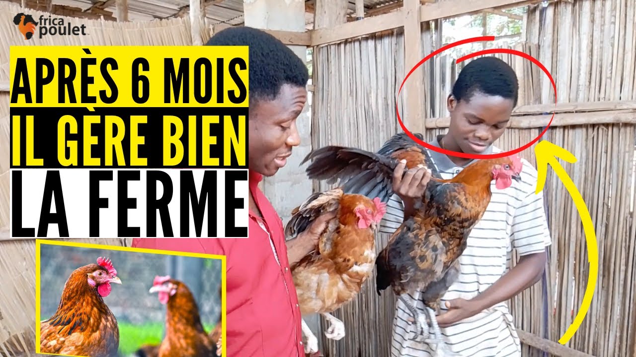☑️IL MAITRISE déjà L'ELEVAGE de POULET goliath et POULET local après 6 mois (investir au pays)