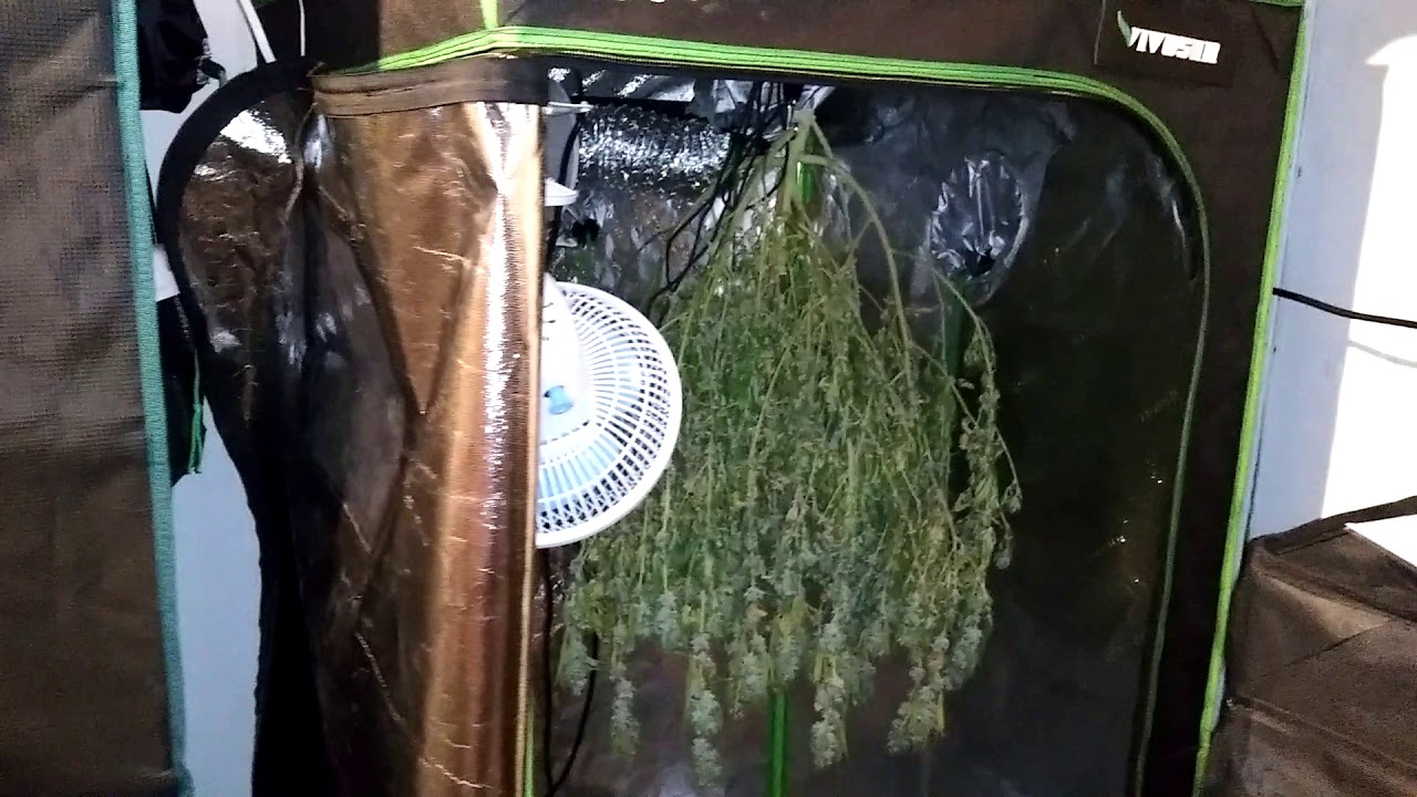 Week 8 of Flower, Early chop and smaller harvest due to unexpected (4 day) power outage