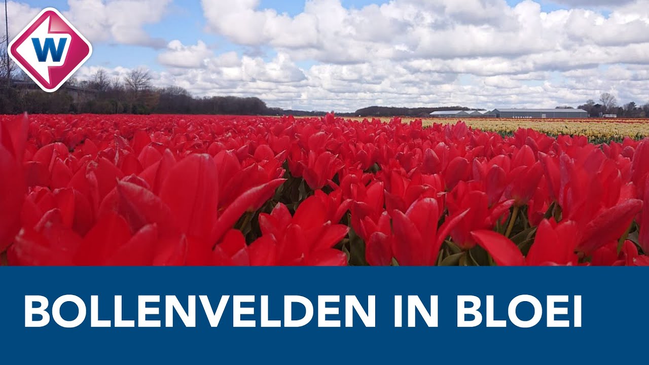 Bloembollenvelden in de Bollenstreek staan in bloei - OMROEP WEST