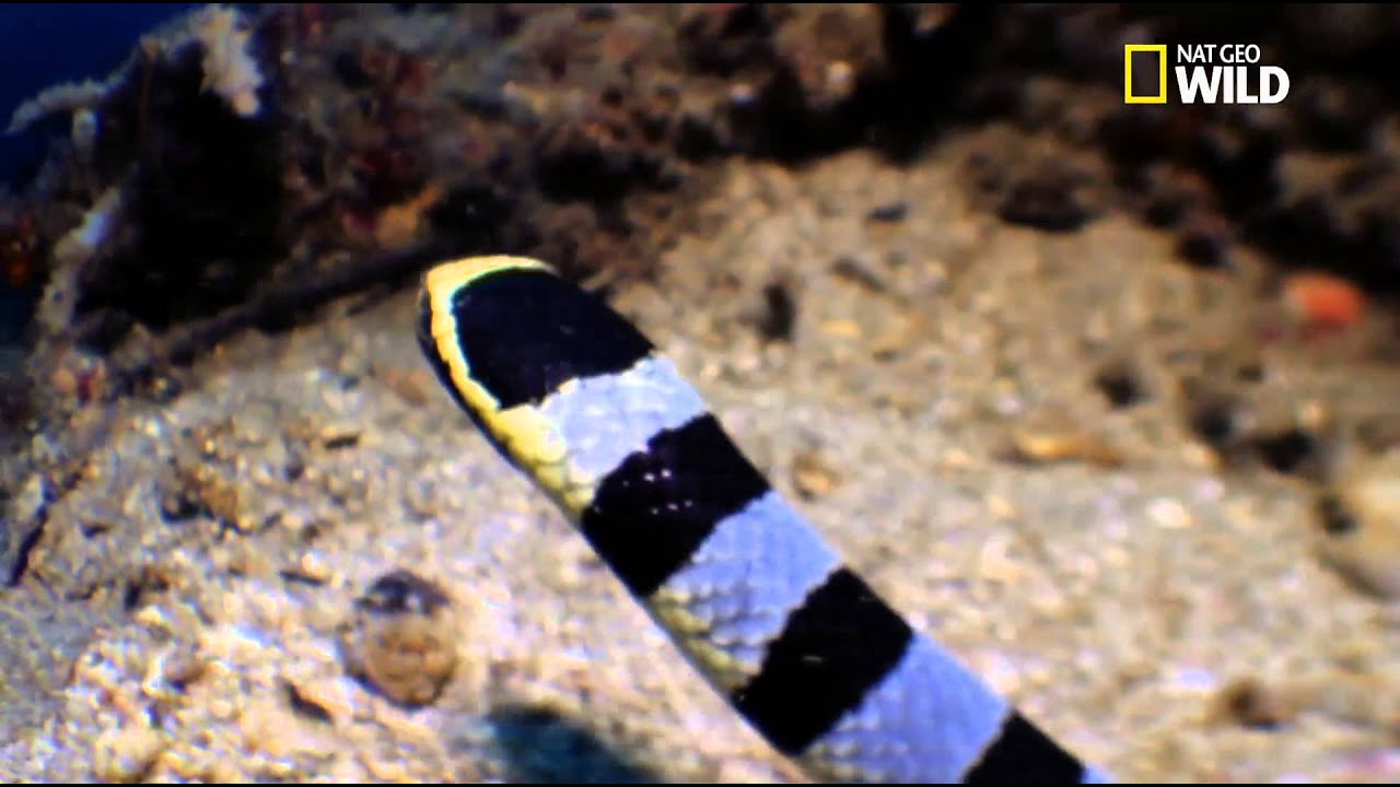 Vidéo rare ! Le serpent tricot rayé attaque une murène