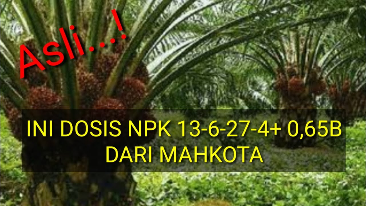 Рекомендуемая доза NPK 13-6-27-4+0,65В от MAHKOTA @kopiinspirasi8193