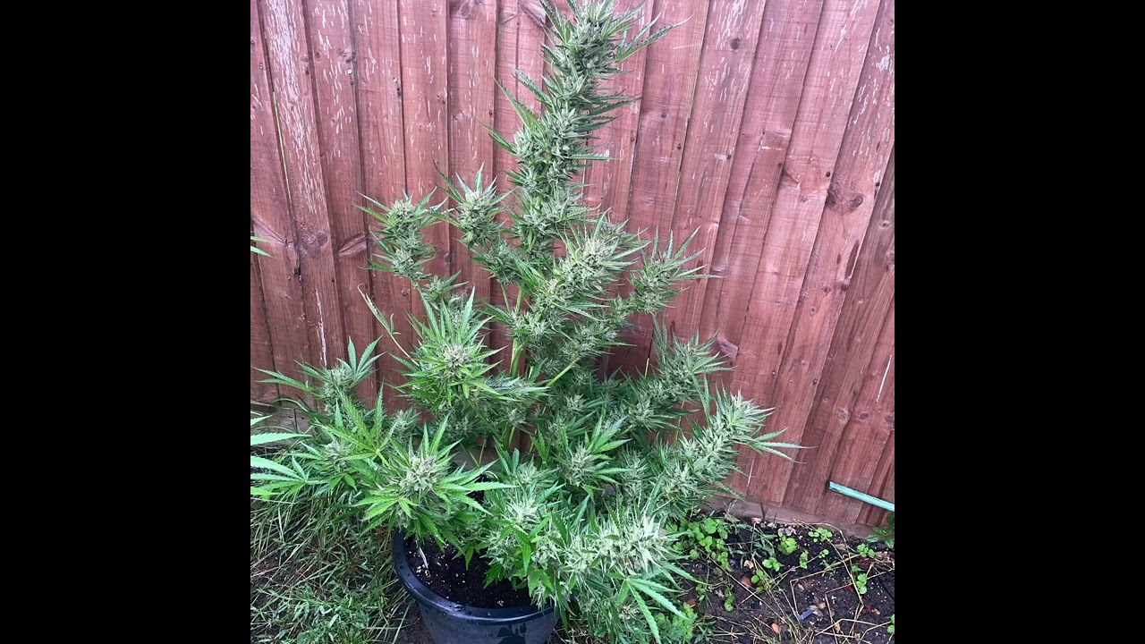 Cream Caramel Auto🍦🍯🪴Flowering Stage Start To Finish👨🏻&zwj;🌾🍁💐✂️