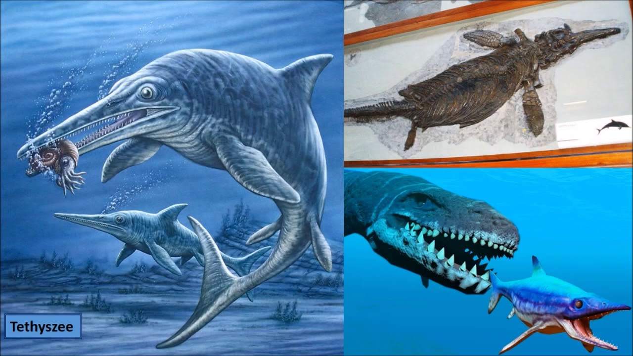 Evolutie en geologische tijdschaal: van Cambrium tot dinosaurus, Pleistoceen en Antropoceen