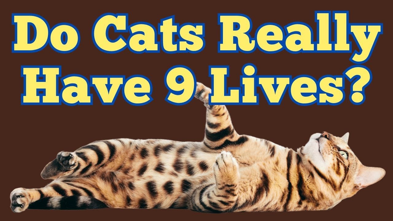 Cats and Their &lsquo;Nine Lives&rsquo; &ndash; Science, Myth, and Survival!