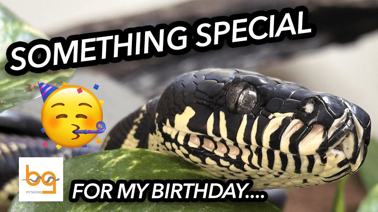 The Ultimate 50th Birthday Gift: TWO Captive Bred Boelens Pythons! 🐍 | BG Pythons Milestone Reveal