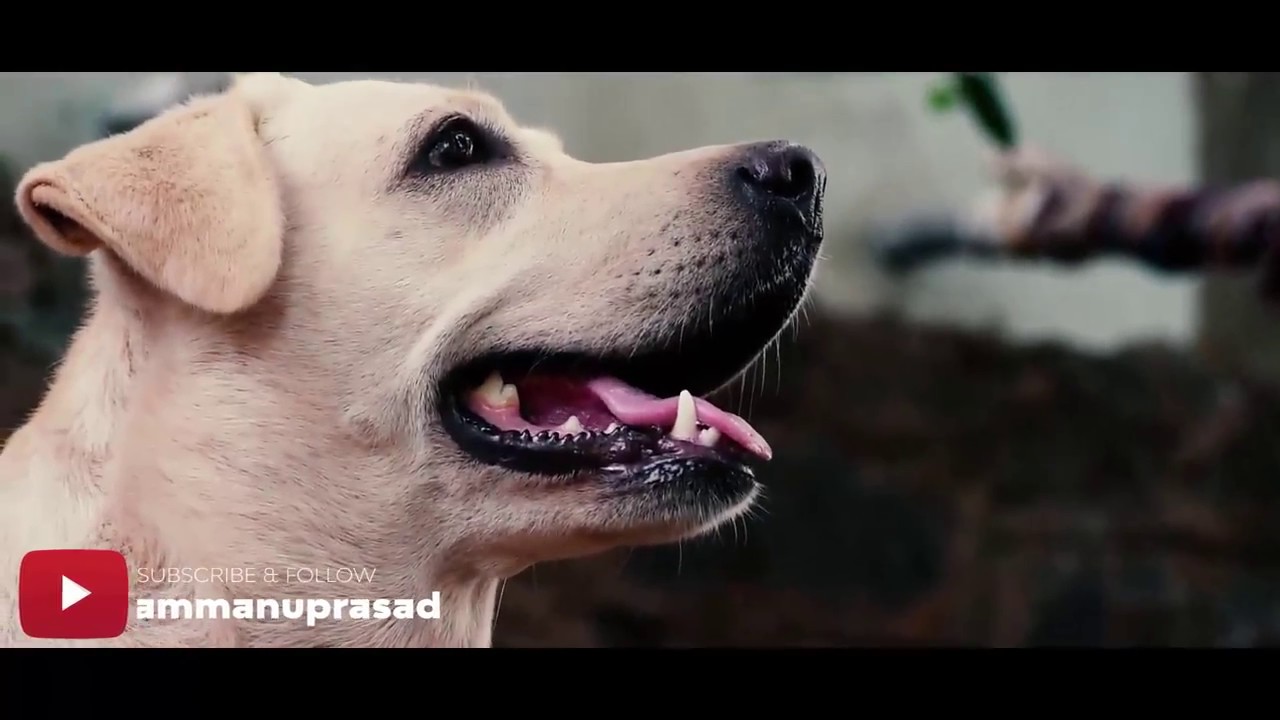 My Angel | Cute Dog video