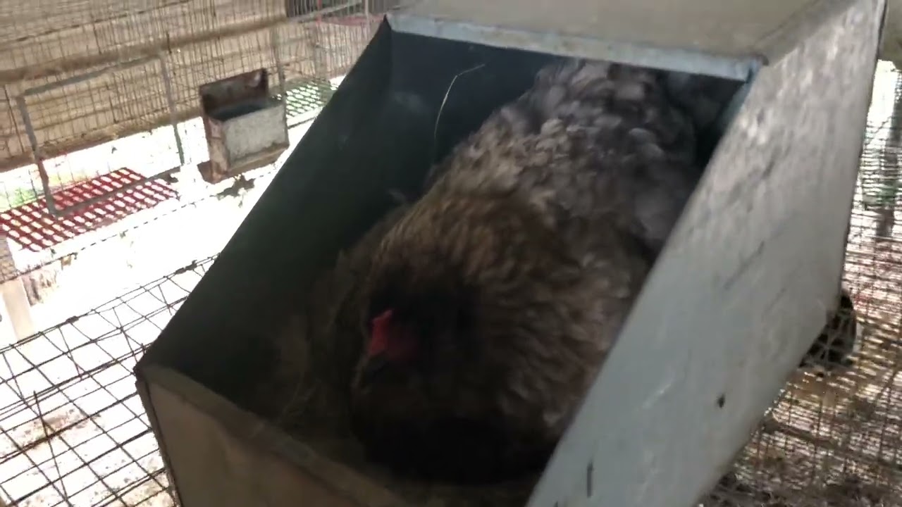 Rabbit update