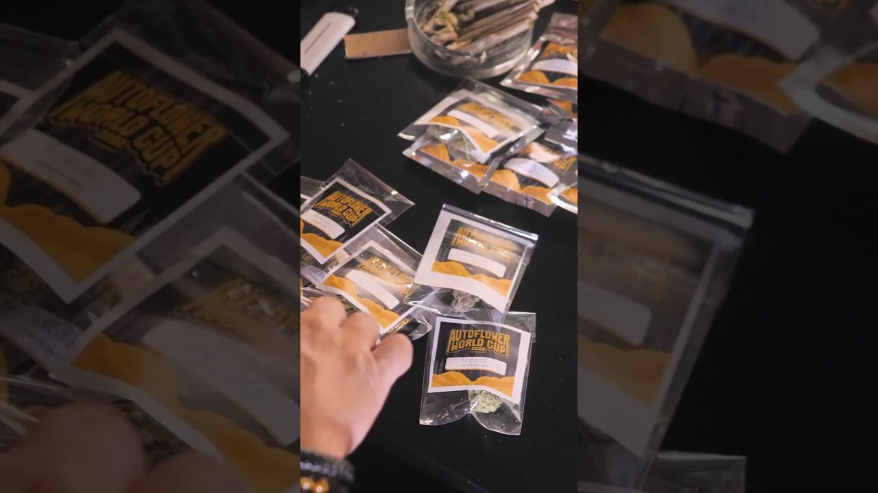 Judging process | Cannabis Competition | Autoflower World Cup 2022 #shorts