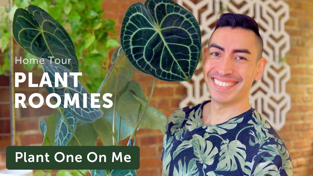 Apartment-with-Roomie Houseplant Home Tour — Ep. 230