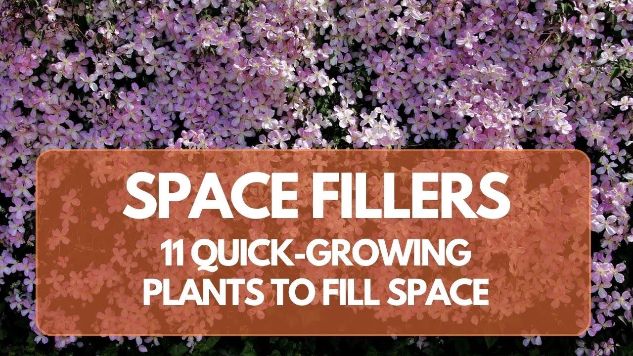 11 Quick-Growing Plants to Fill Empty Garden Spaces