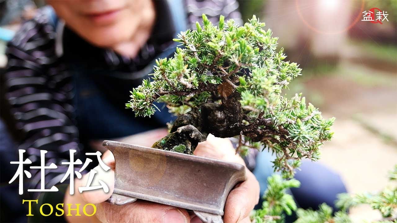 【杜松】どう育てる？ミニ盆栽を作りながら杜松について教わる【盆栽Q】