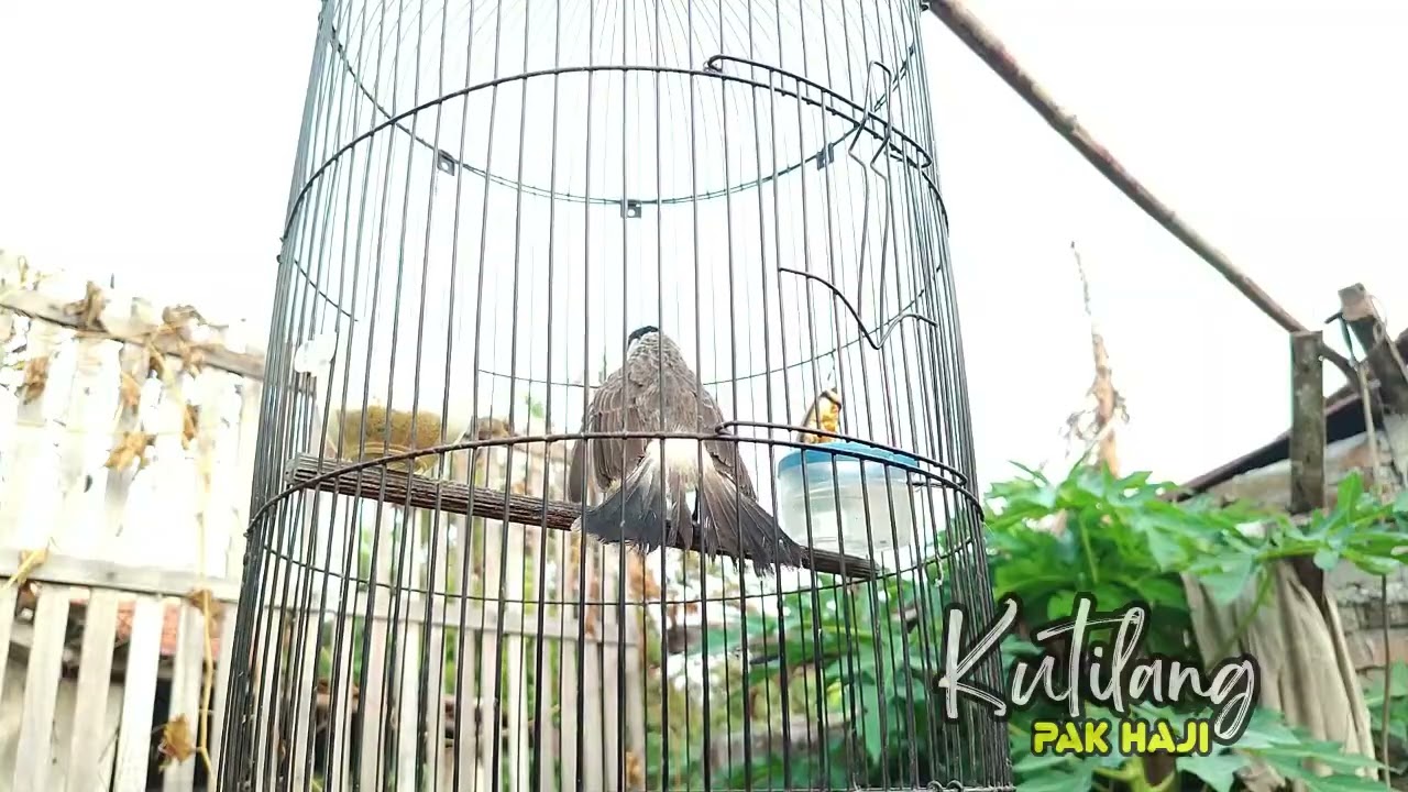 Gacor! Mancing Lawan suara kutilang ASLI | suara kutilang gacor ampuh buat pancingan kutilang PIKAT