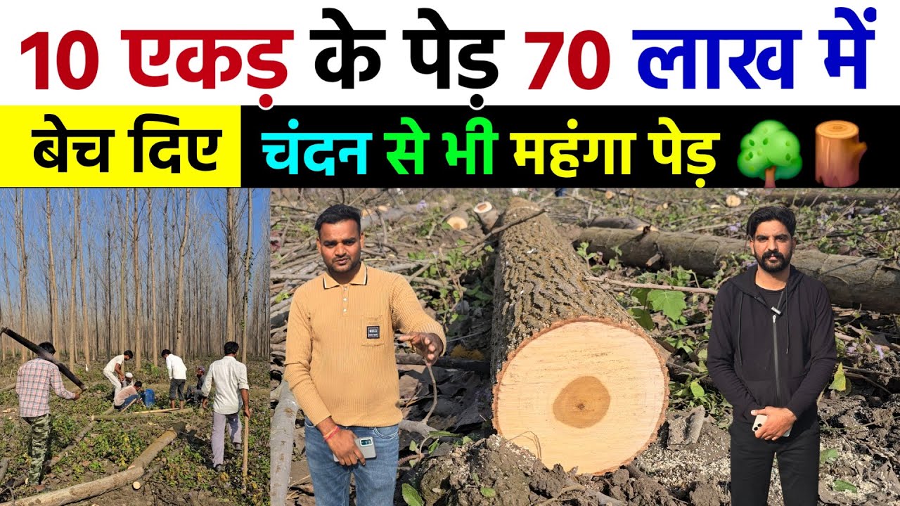 किसान ने 10 एकड़ के पेड़ 70 लाख में बेच दिए | चंदन से भी महंगा पेड़ | खेती की पूरी जानकारी 🌳🪵