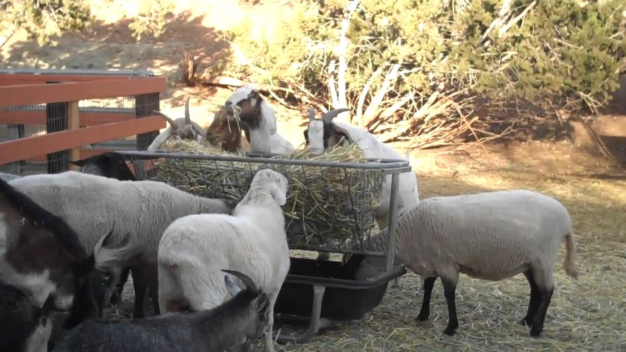 Sheep Goats Eating Hay At Trough