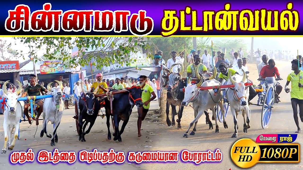 தட்டான்வயல்  சின்னமாடு பந்தயம் #perai_raj_digital #reklarace2026