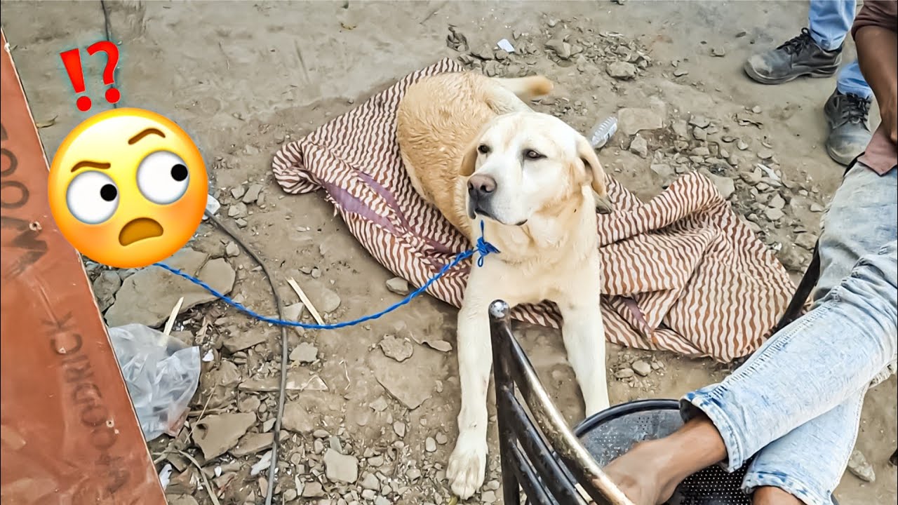 ये dog 🐕  किसी ने छोड़कर कर acha nhi kiya 
