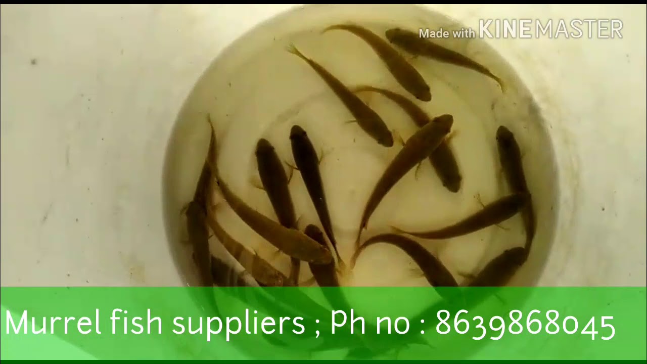 Murrel fish seed supplier in TELANGANA