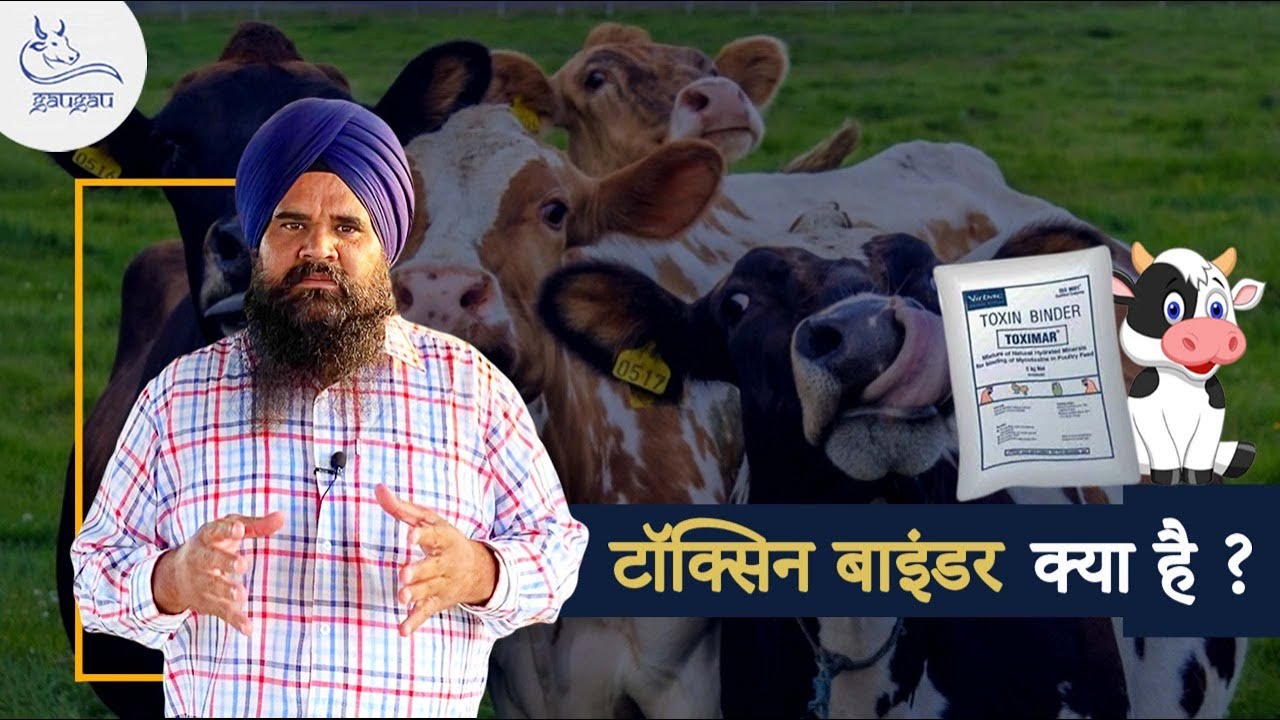 🐄 9041189434 | टॉक्सिन बाइंडर || Toxin Binder || Hardeep Singh