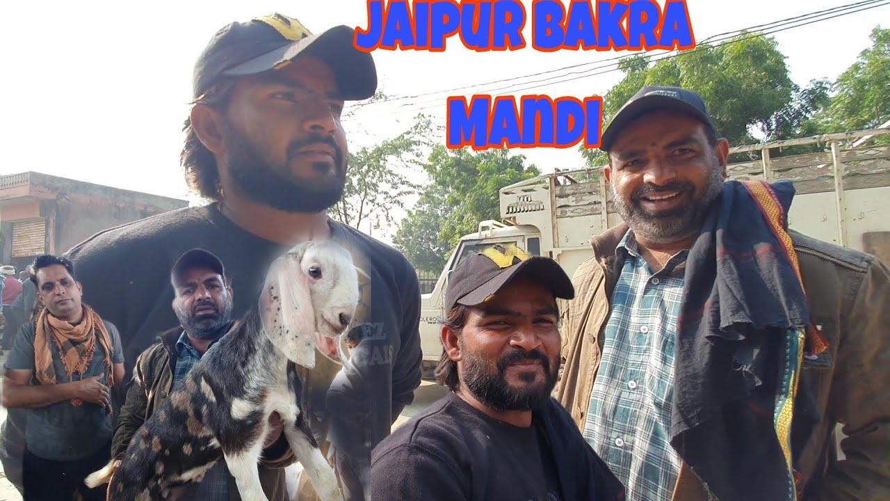 Jaipur Bakra Mandi Documentary | Shakeel Bhai Jaipur Goat Market.