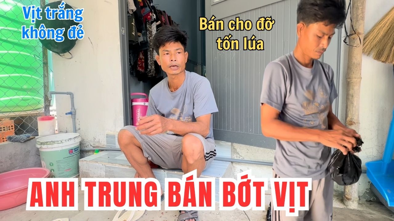 Anh Trung Quyết Định Bán Bớt Vịt Trắng Do Ăn Nhiều Nhưng Nhất Định Không Chịu Đẻ