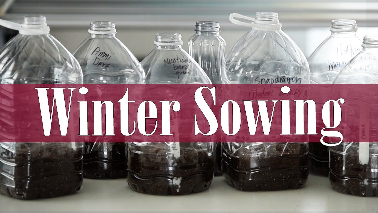 My first time trying WINTER SOWING ❄️🌱❄️