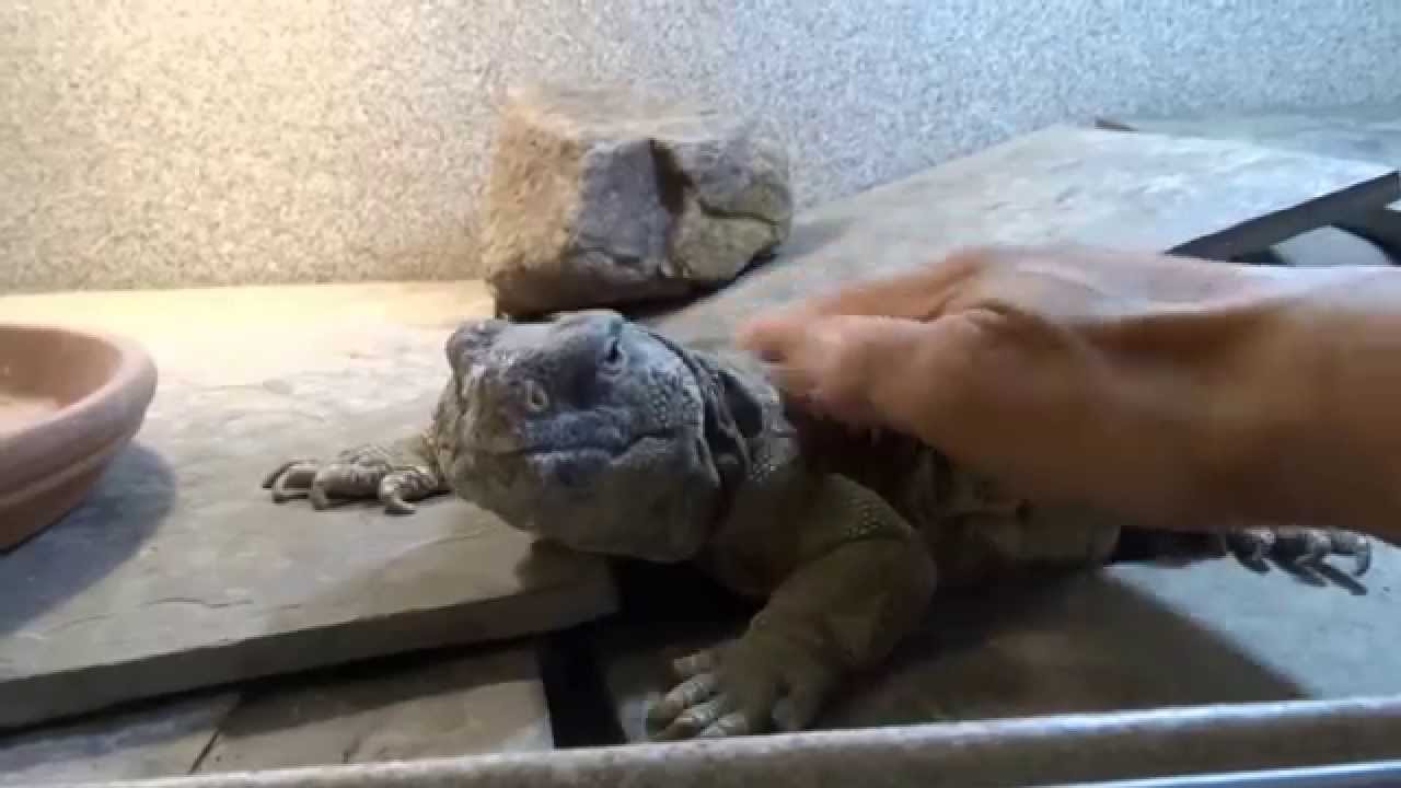 King Tut is Like a Small Dog - Egyptian Uromastyx loves to be petted