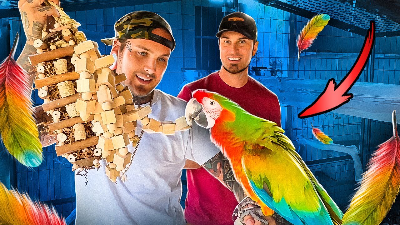 @BirdTricks привезли НОВЫЕ ИГРУШКИ для наших ПТИЦ!