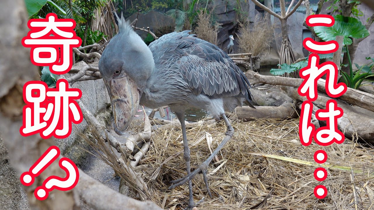 ハシビロコウのボンゴとカシシ、奇跡の10分間! Shoebill Bongo and Caxixi Miraculous 10 minutes【Bongo in 那須 Season2】Part24