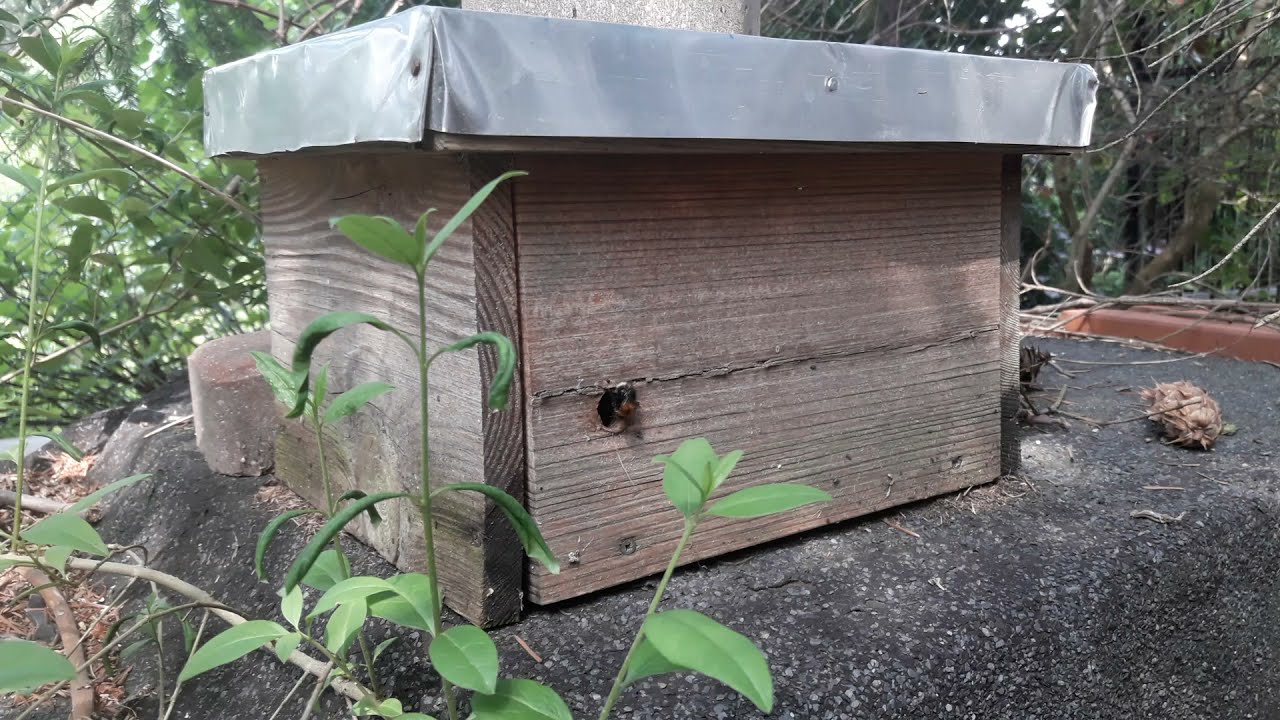 Trzmiele drzewne Bombus hypnorum w mojej pasiece, zaglądam do gniazda