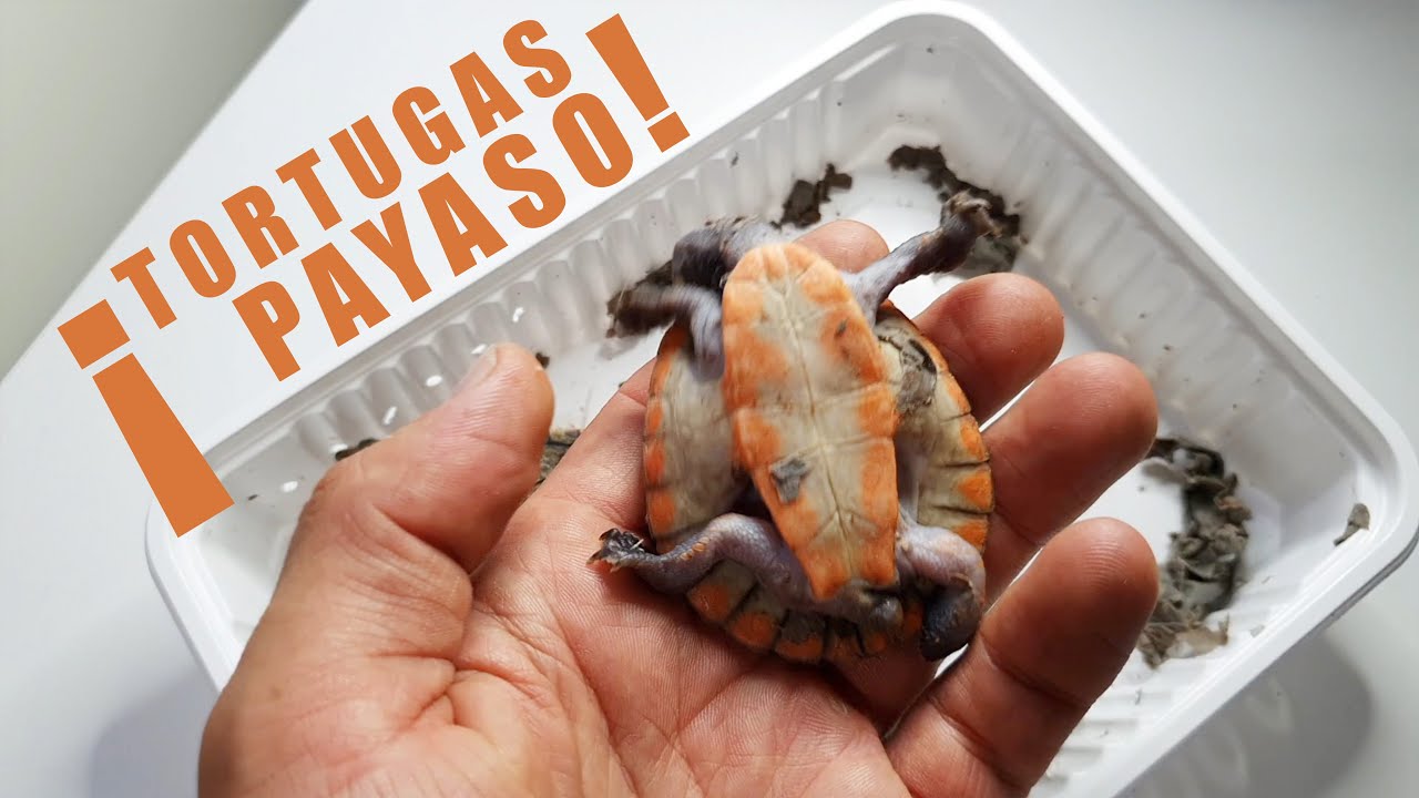Me han llegado las TORTUGAS PAYASO Australianas 😱 | Emydura supglobosa