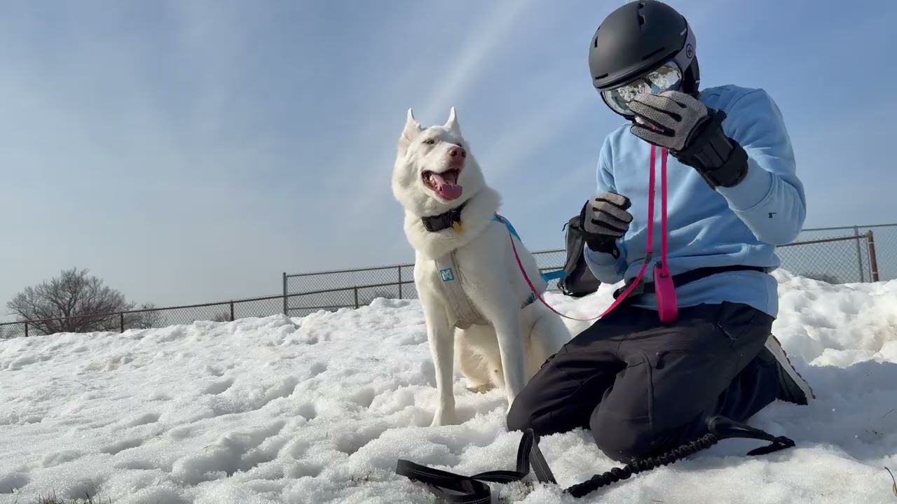 Never Lose Your Dog Again, The 2 Leash Trick
