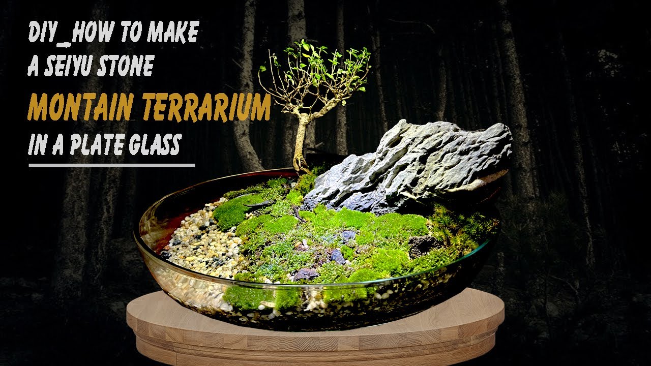 Making Seiyu Stone Mountain Open Terrarium Views