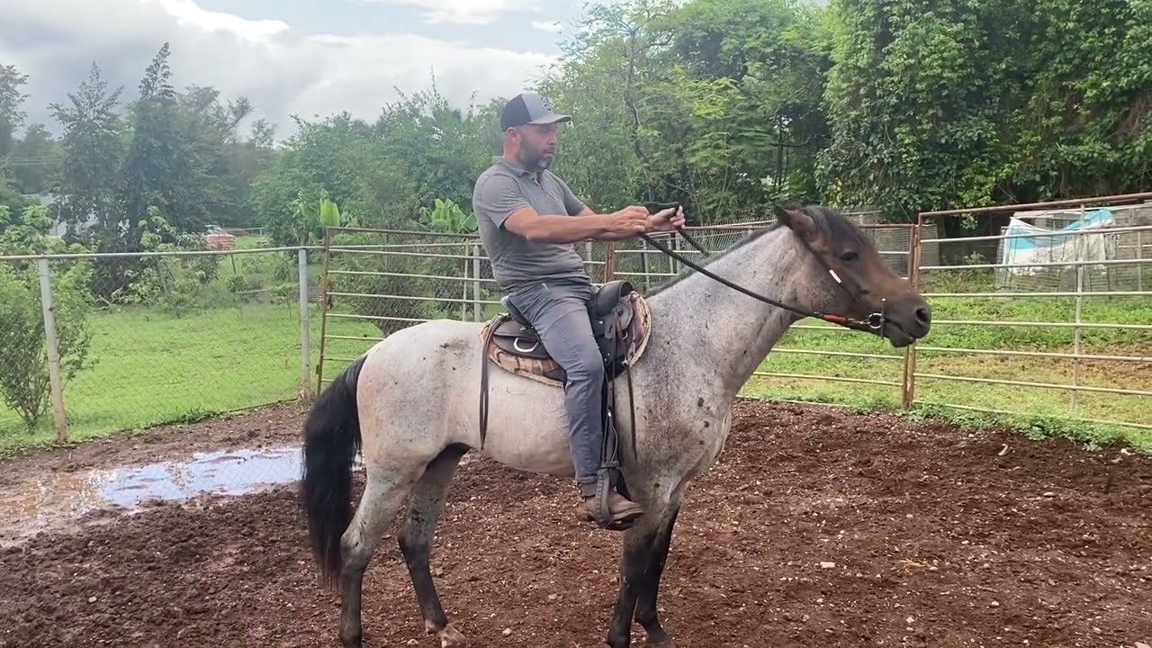 Que hacer para alivianar las presiones de la boca de un caballo? #elcaballoyelcaballista