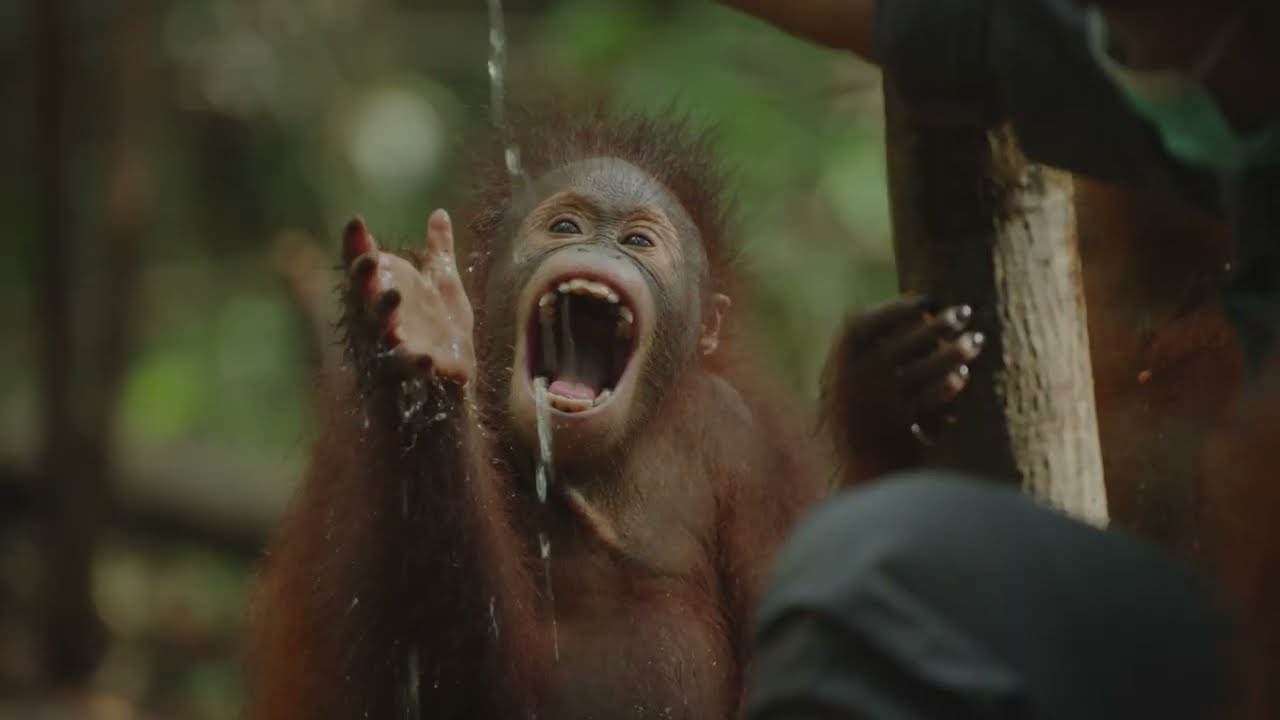 SIZZLE | ORANGUTAN JUNGLE SCHOOL SEASON 3