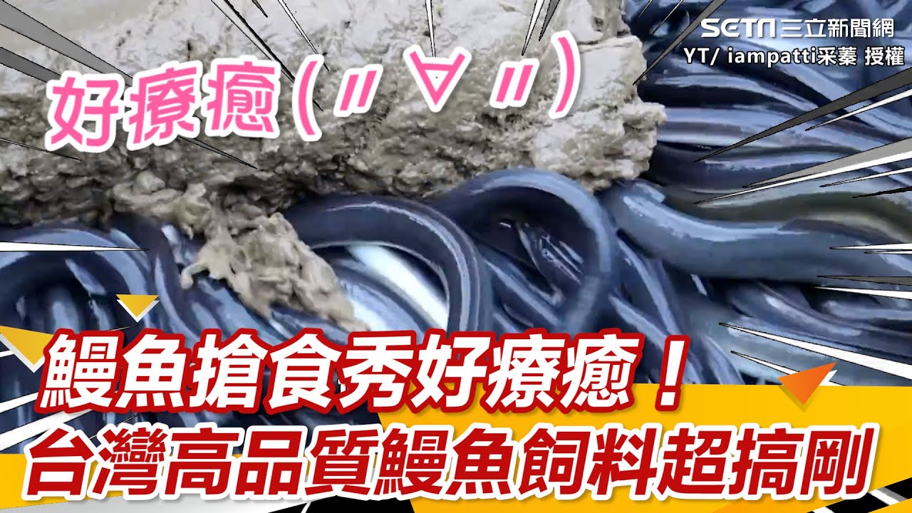 鰻魚搶食秀好療癒！台灣高品質鰻魚養殖飼料超搞剛｜三立新聞網 SETN.com