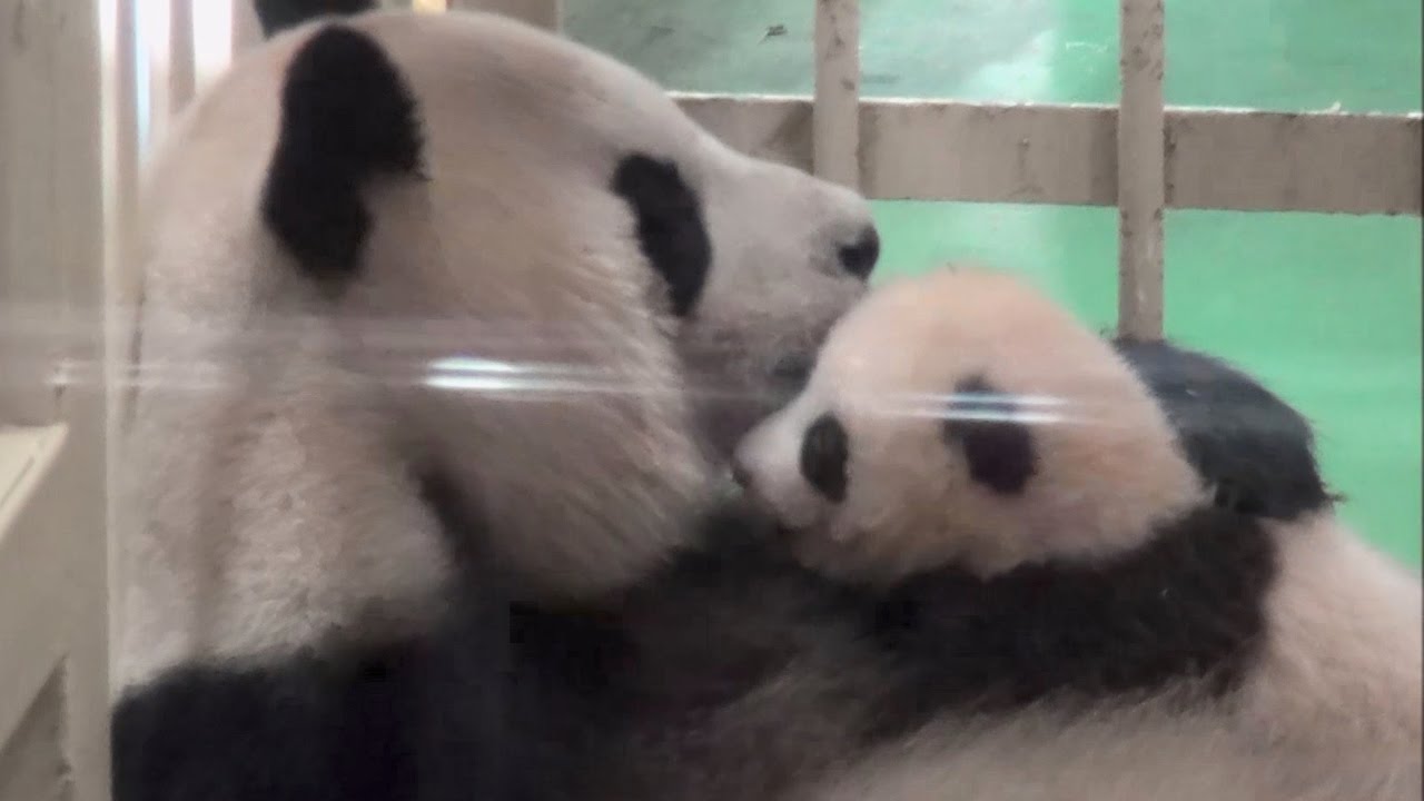 【パンダの親子】🐼おっぱいタイム♪はちみつタイム♪【良浜ママ＆結浜】 Giant Panda -Rauhin&Yuihin-☆Rauhin takes care of the baby