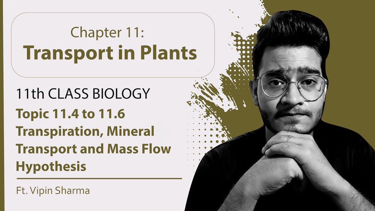 Topic 11.4 to 11.6 Transpiration, Mineral Transport, Mass Flow & Pressure Flow Hypothesis