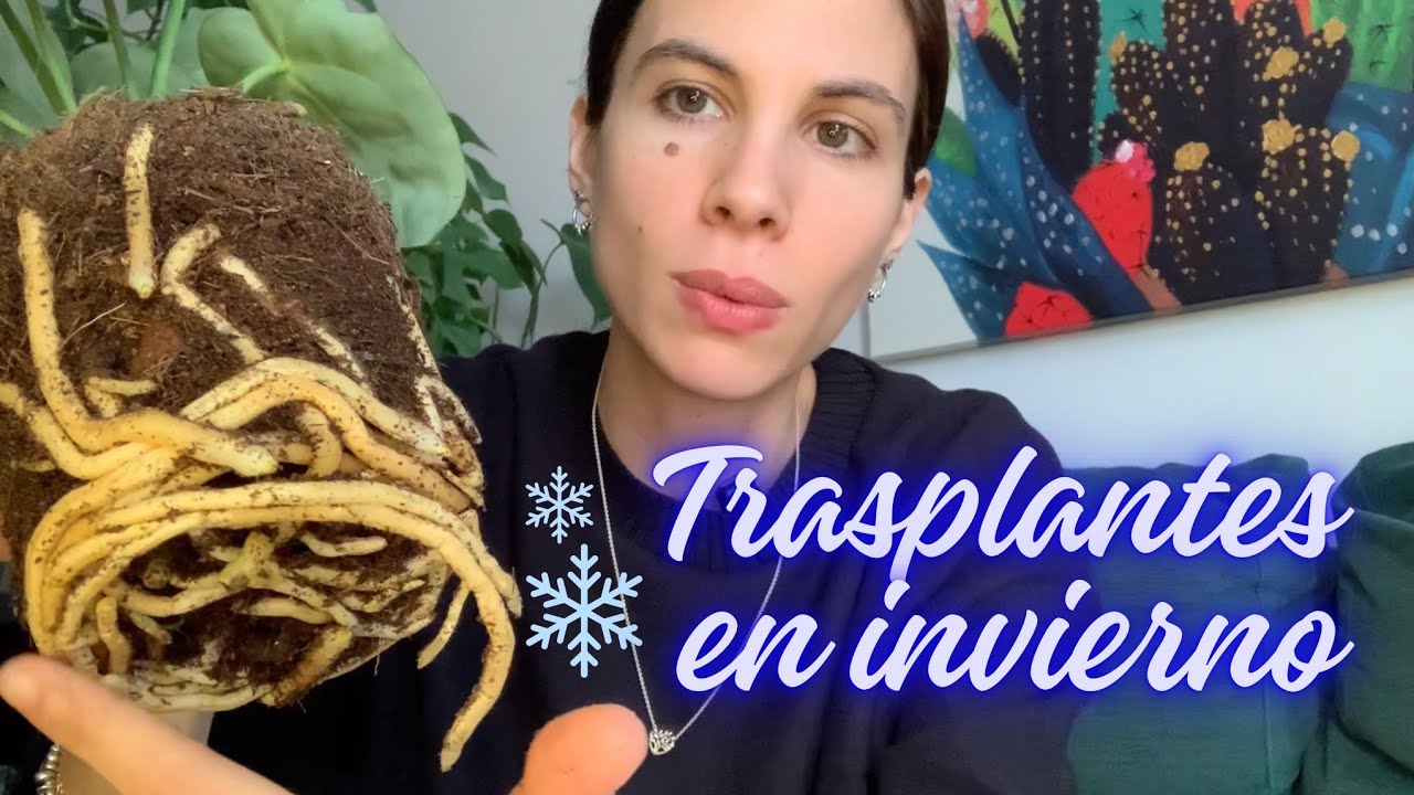 Trasplantes en invierno: cambiamos de maceta a mi Anthurio clarinervium