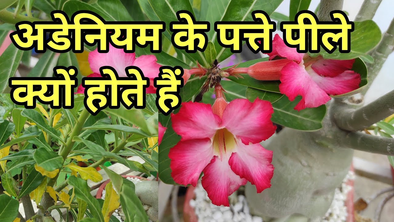 अडेनियम के पत्ते पीले क्यों पड़ रहे हैं why adenium leaves turning yellow